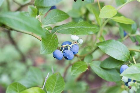 Cultivated blueberry plant stock image. Image of leaf - 254954069