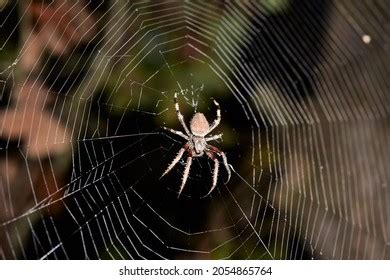 888 Barn Spider Web Images, Stock Photos & Vectors | Shutterstock