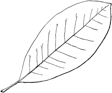 Free Leaf Cliparts Outline, Download Free Leaf Cliparts Outline png ...