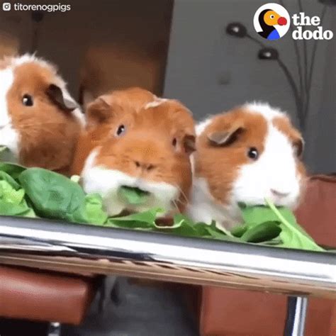 Guinea Pigs Spinach GIF by The Dodo - Find & Share on GIPHY