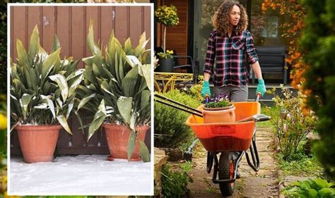 When to bring garden plants indoors for their 'winter siesta' to avoid frost damage | Express.co.uk