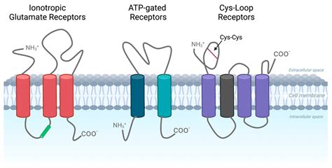 Voltage Gated Ion Channels