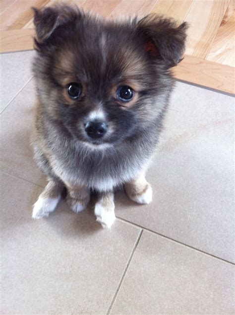 Pomchi puppy | Pomchi puppies, Cute dogs, Puppies