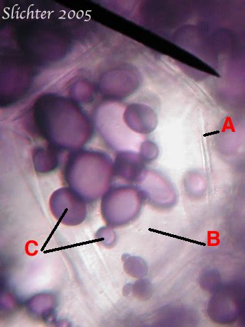 Cell Lab