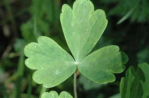 Aquilegia vulgaris | Spring plants, Wildflower garden, Plant leaves