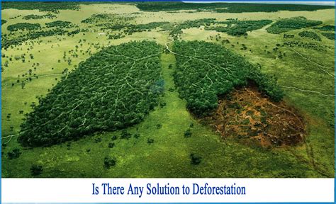 What is the Solution of Deforestation - Netsol Water