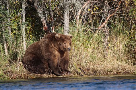 After 500,000 Votes, Bear 747 Crowned 2020 Champion of Fat Bear Week » TwistedSifter