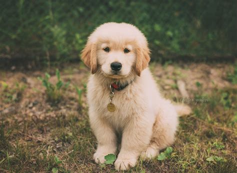 Golden Retriever Puppies Redding Ca