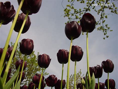 Black Tulips wallpaper | 1024x768 | #66261