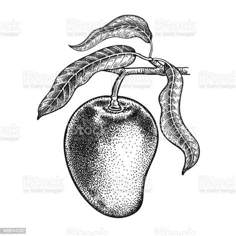 Mango Realistic Hand Drawing Stock Illustration - Download Image Now - Mango Fruit, Retro Style ...