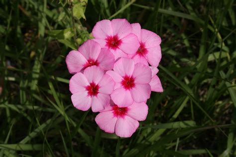 Native Florida Wildflowers: May 2013