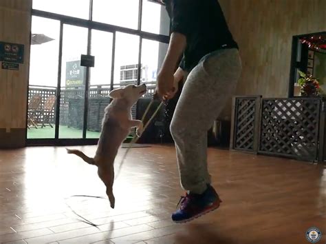 Watch Dog and Owner Break Jump Roping World Record - JotBlog