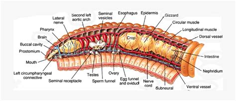 Anatomy Of Earthworms Lifeinharmony - Longitudinal Section Of Earthworm , Free Transparent ...