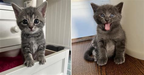 Rescuers Share Their Favorite Creatively Cute Kitten's Names