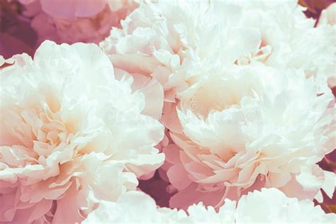 Flower Photography Backgrounds