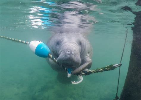 My Guide to Booking the Best Manatee Tours in Crystal River, Florida