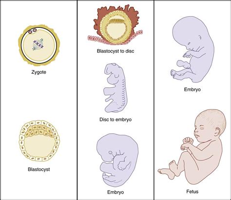 3. Overview of Prenatal Development | Pocket Dentistry