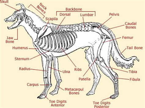 Wolf Anatomy - Body Types & Fur