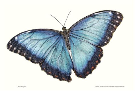 12 amazing facts about butterflies and moths