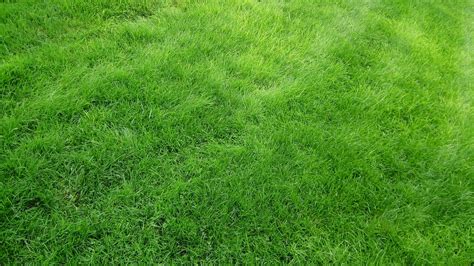 Download wallpaper 1920x1080 texture, grass, field, green full hd, hdtv ...