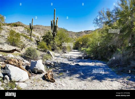 Dry riverbed with saguaros and green trees in the desert park Skyline Regional Park, Buckeye ...