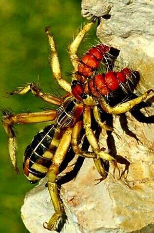 Pin on Animals - Insects - Arachnids & Scorpions