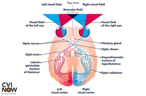 The visual pathway from the eye to the brain-Perkins School for the ...