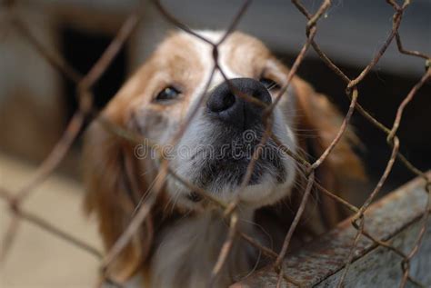 Dog in pound stock photo. Image of home, unwanted, cage - 7610052