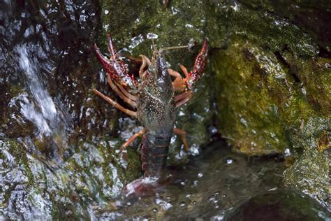 Information About Crayfish Habitat, Along With Some Fun Facts - Animal Sake