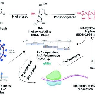 Mechanism of action of Molnupiravir. It is hydrolyzed to form NHC and ...