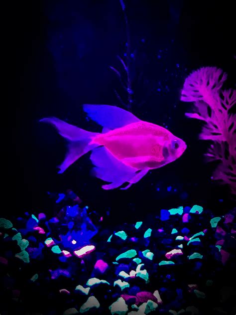 Do Neon Tetra Fish Glow In The Dark - Din Aquarium Fish