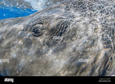 Eye detail of a sperm whale, Physeter macrocephalus, The sperm whale is ...