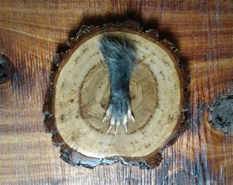 Opossum Foot/1 Foot/opossum Claws/opossum Feet/real - Etsy