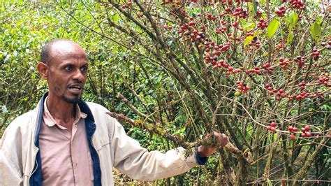 iDE | The future for Ethiopian coffee farmers