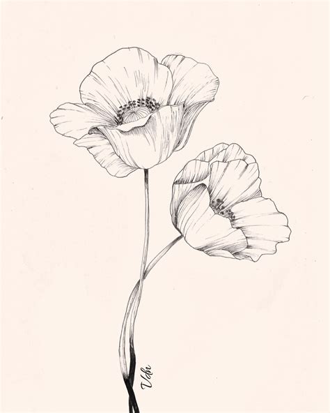 Poppy Flower Tattoo Drawing