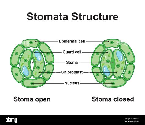 Scientific Designing of Stomata Structure. Colorful Symbols. Vector ...