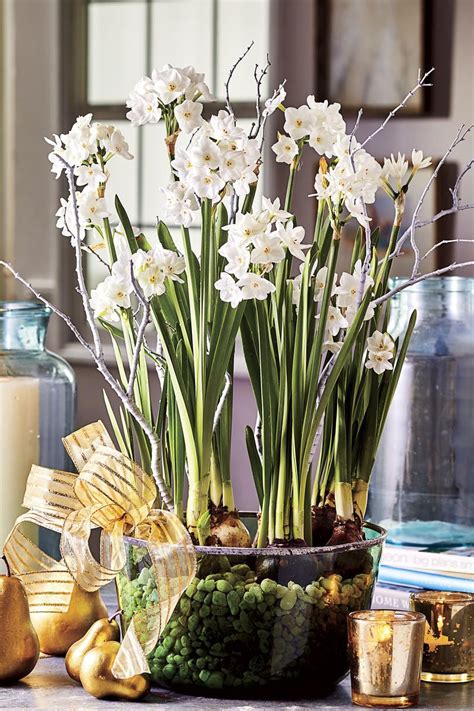 Why Paperwhites Make the Best Holiday Gifts | Green gifts, Paperwhite flowers, Christmas ...