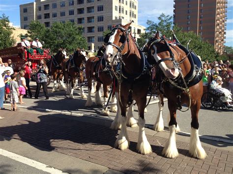 two horses are pulling a carriage down the street as people watch from behind them onlookers