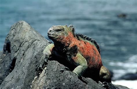 Marine Iguana Facts (Amblyrhynchus cristatus)