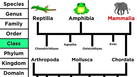 Phylogeny and the Tree of Life - YouTube