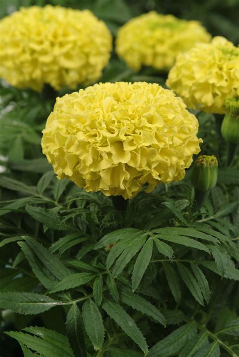 African Marigolds 2 – Gabrielsen Farms LLC