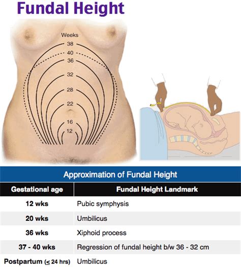 Image - Fundal height, fundus, uterus, pregnancy - RoshReview.com