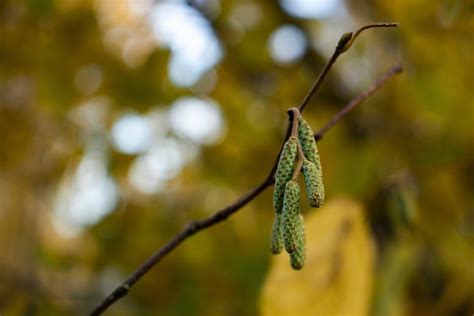 Catkins Tree Branch - Free photo on Pixabay - Pixabay