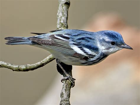 Cerulean Warbler - eBird