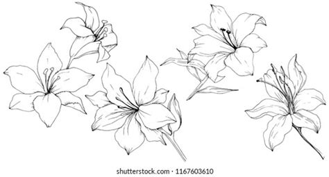 55,185 Lily Draw Vector Images, Stock Photos & Vectors | Shutterstock