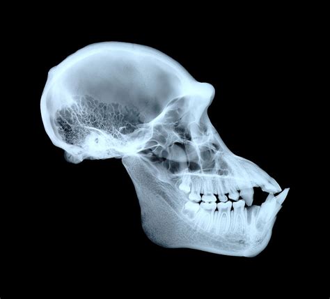 Chimpanzee Skull Photograph by D. Roberts