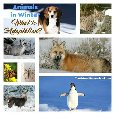 Animals in Winter: What is Adaptation? - The Natural Homeschool