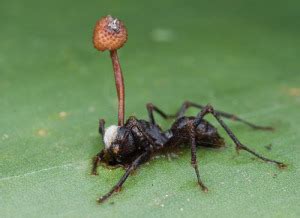 Zombie ants have been manipulated by secretions from a killer fungus - BugBitten