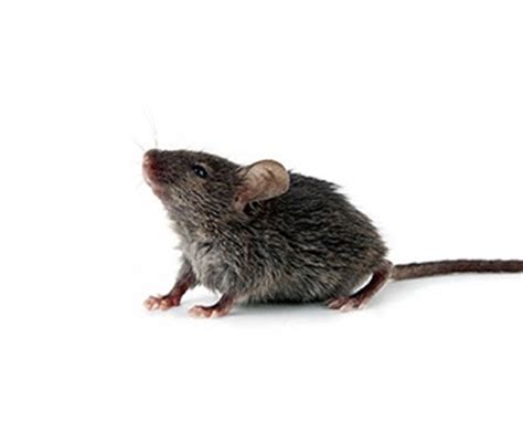 Common Mouse Species | Rentokil Canada