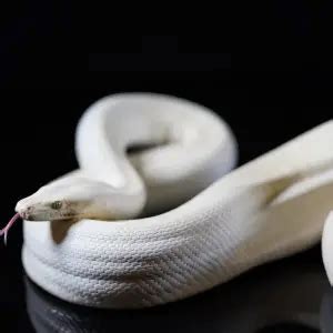 Olive Python - Facts, Diet, Habitat & Pictures on Animalia.bio